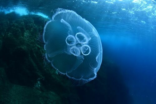 Common Moon Jelly - Photo (c) xavi salvador costa, some rights reserved (CC BY-NC)