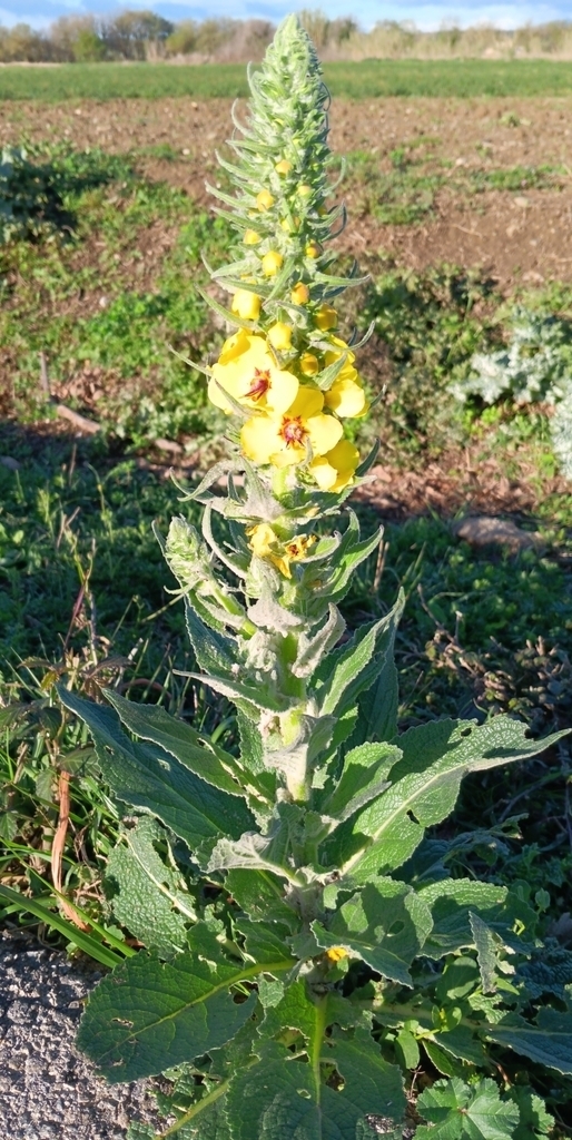 Annual Mullein - Photo (c) Manel Ortega, some rights reserved (CC BY), uploaded by Manel Ortega