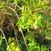 Narrow-leaved Ash - Photo (c) Manel Ortega, some rights reserved (CC BY), uploaded by Manel Ortega