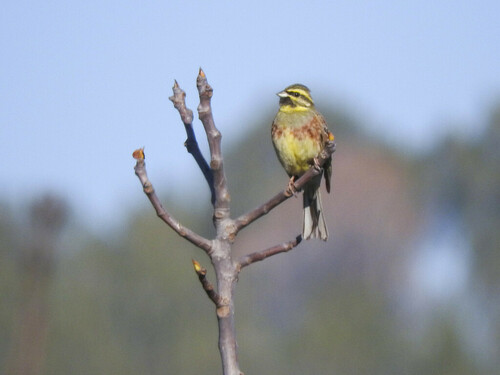 Cirl Bunting - Photo (c) piripip, some rights reserved (CC BY-NC)