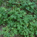 Greater Celandine - Photo (c) Manel Ortega, some rights reserved (CC BY), uploaded by Manel Ortega