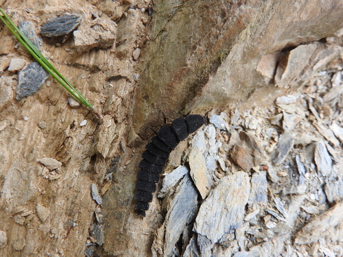 Nyctophila reichii - Photo (c) piripip, some rights reserved (CC BY-NC)