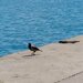 Corvus corone cornix - Photo (c) Λαγογιάννης Ανδρέας, some rights reserved (CC BY), uploaded by Λαγογιάννης Ανδρέας
