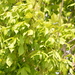 Box Elder - Photo (c) Mingo, some rights reserved (CC BY-NC), uploaded by Mingo