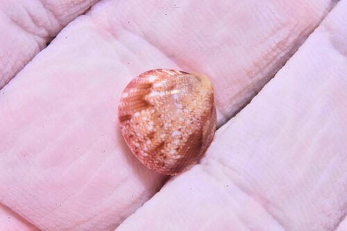 Norwegian Egg Cockle - Photo (c) xavi salvador costa, some rights reserved (CC BY-NC)
