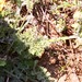 Small Carrot - Photo (c) xavi salvador costa, some rights reserved (CC BY-NC), uploaded by xavi salvador costa