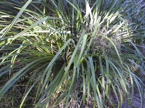 True Sedges - Photo (c) piripip, some rights reserved (CC BY-NC)