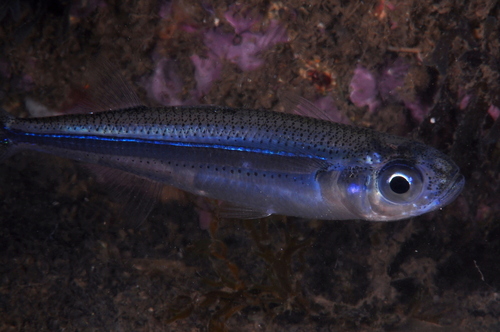 Sand Smelt - Photo (c) xavi salvador costa, some rights reserved (CC BY-NC)