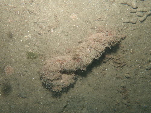 Holothuria poli - Photo (c) ramonservitje, some rights reserved (CC BY-NC)
