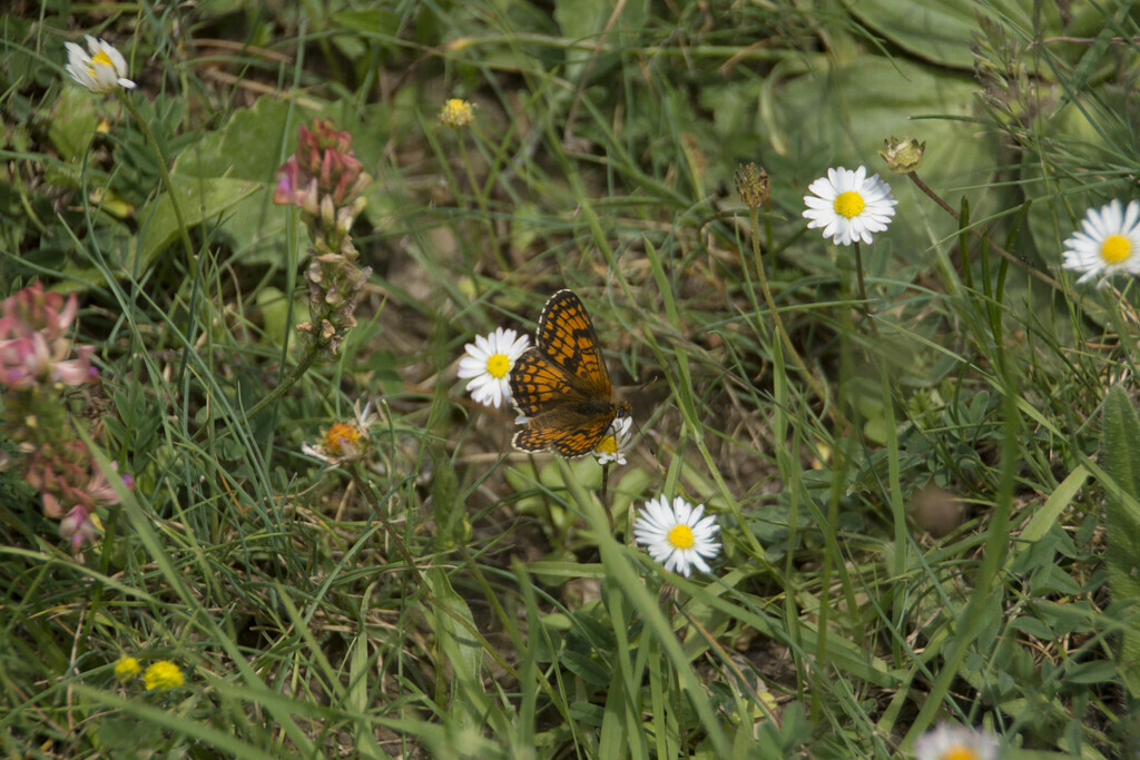Southern Heath Fritillary - Photo (c) piripip, some rights reserved (CC BY-NC)