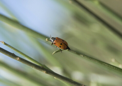 Lachnaia pubescens - Photo (c) piripip, some rights reserved (CC BY-NC)
