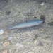 Southern Sand Smelt - Photo (c) Mingo, some rights reserved (CC BY-NC), uploaded by Mingo