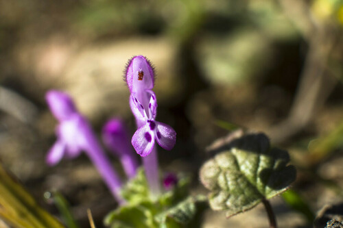 Deadnettles - Photo (c) piripip, some rights reserved (CC BY-NC)
