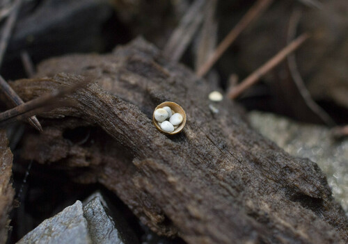 Common Bird's Nest Fungus - Photo (c) piripip, some rights reserved (CC BY-NC)