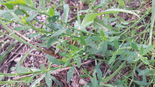 Prostrate Knotweed - Photo (c) piripip, some rights reserved (CC BY-NC)