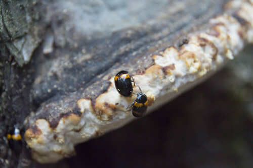 Darkling Beetles - Photo (c) piripip, some rights reserved (CC BY-NC)