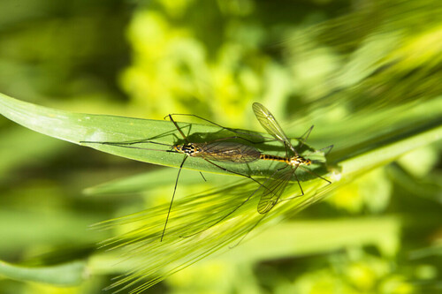 Large Crane Flies - Photo (c) piripip, some rights reserved (CC BY-NC)