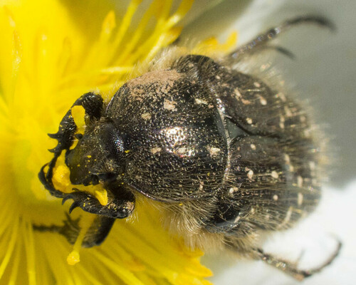 Mediterranean Spotted Chafer - Photo (c) piripip, some rights reserved (CC BY-NC)