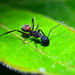 Blood-spotted Sugar Ant - Photo (c) xavi salvador costa, some rights reserved (CC BY-NC), uploaded by xavi salvador costa
