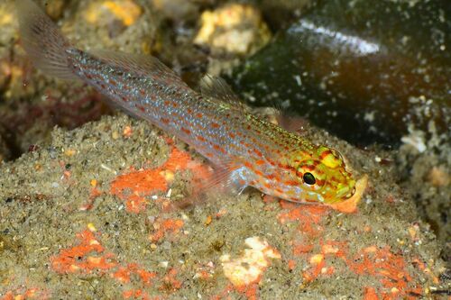 Gobius xanthocephalus - Photo (c) xavi salvador costa, all rights reserved