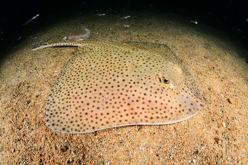 Blonde Skate - Photo (c) xavi salvador costa, some rights reserved (CC BY-NC)