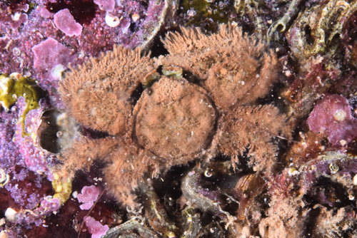 Hairy Porcelain Crab - Photo (c) xavi salvador costa, some rights reserved (CC BY-NC)