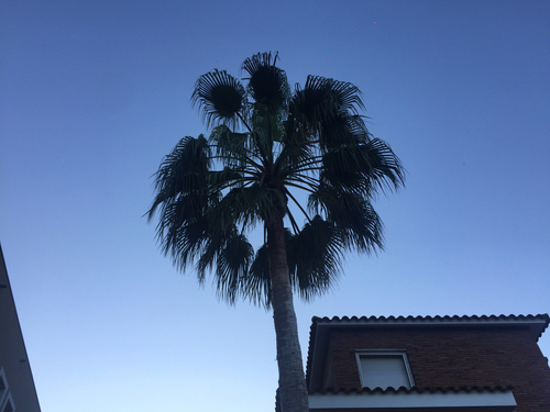Fan Palms - Photo (c) patopi, some rights reserved (CC BY-NC-SA), uploaded by Cristina i Su