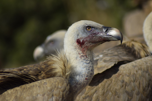 Eurasian Griffon - Photo (c) patopi, some rights reserved (CC BY-NC-SA), uploaded by Cristina i Su