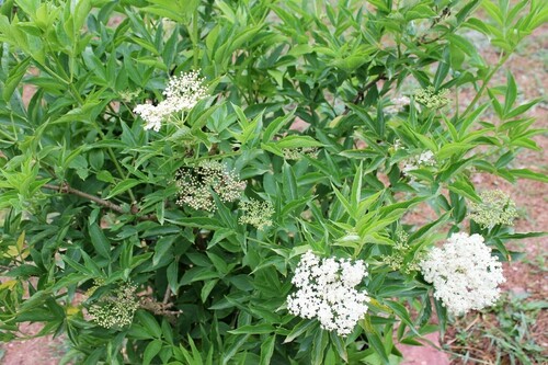 European Black Elderberry - Photo (c) antlaformiga, some rights reserved (CC BY-NC)