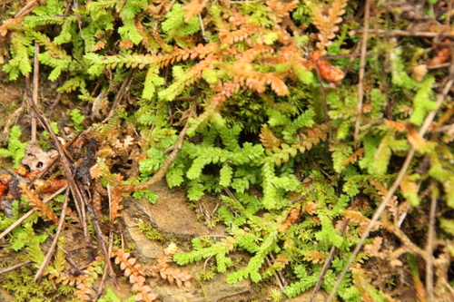 Mediterranean Clubmoss - Photo (c) antlaformiga, some rights reserved (CC BY-NC)
