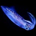 European Squid - Photo (c) nani, some rights reserved (CC BY-NC), uploaded by nani