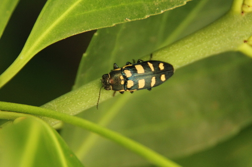 Buprestis octoguttata - Photo (c) Tomás Blasco, some rights reserved (CC BY-NC)