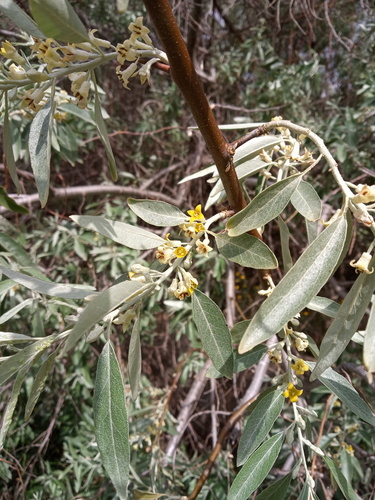 Eleagnus angustifolia - Photo (c) Tomás Blasco, some rights reserved (CC BY-NC)