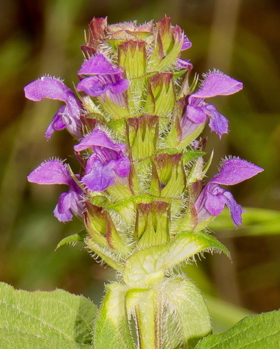 Common Selfheal - Photo (c) Tomás Blasco, some rights reserved (CC BY-NC)