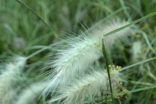 Feathertop - Photo (c) Tomás Blasco, some rights reserved (CC BY-NC)