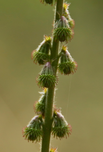 Common Agrimony - Photo (c) Tomás Blasco, some rights reserved (CC BY-NC)