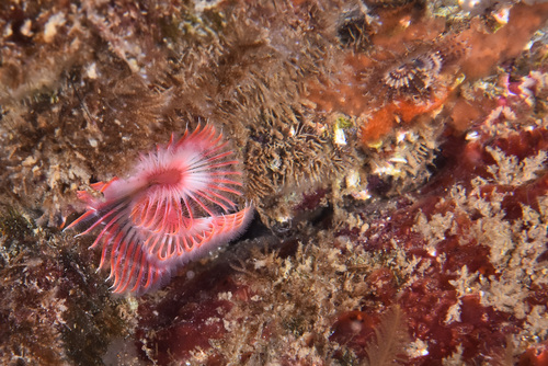 Serpula vermicularis - Photo (c) xavi salvador costa, all rights reserved