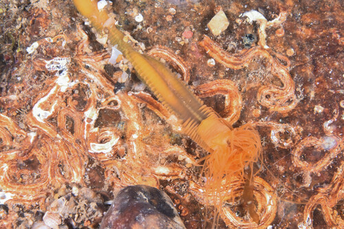 Spaghetti Worms - Photo (c) xavi salvador costa, some rights reserved (CC BY-NC)