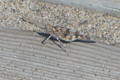 Sphingonotus - Photo (c) mediambient_ajelprat, some rights reserved (CC BY-NC)