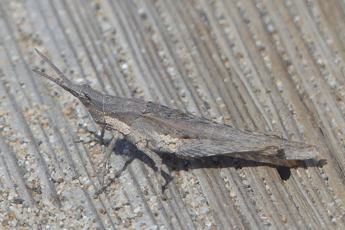Pyrgomorpha conica - Photo (c) mediambient_ajelprat, some rights reserved (CC BY-NC)