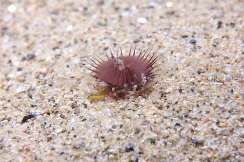 Sabellida - Photo (c) oriol_d, all rights reserved