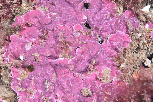 Mesophyllum expansum - Photo (c) xavi salvador costa, all rights reserved