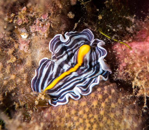 Prostheceraeus giesbrechtii - Photo (c) Bernat Garrigós, some rights reserved (CC BY-NC)