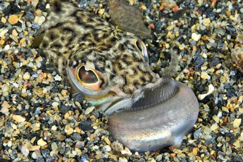Greater Weever - Photo (c) xavi salvador costa, some rights reserved (CC BY-NC)