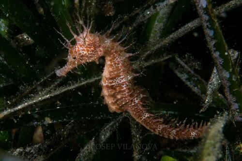 Hippocampus guttulatus - Photo (c) josepvilanova, some rights reserved (CC BY-NC)