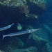 Garfish - Photo (c) mik_peixos, some rights reserved (CC BY)