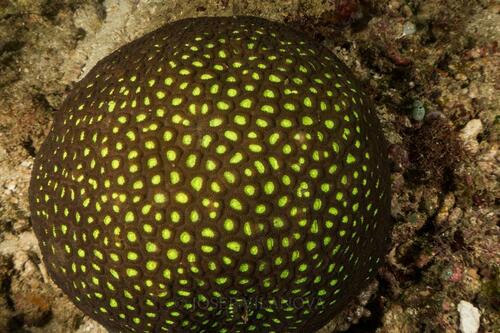 Stony Corals - Photo (c) josepvilanova, some rights reserved (CC BY-NC)