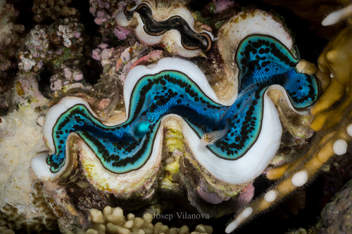 Tridacna maxima - Photo (c) josepvilanova, some rights reserved (CC BY-NC)