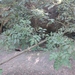 Fraxinus pennsylvanica - Photo (c) ykvach, some rights reserved (CC BY)