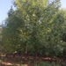 Golden Ash - Photo (c) ykvach, some rights reserved (CC BY)